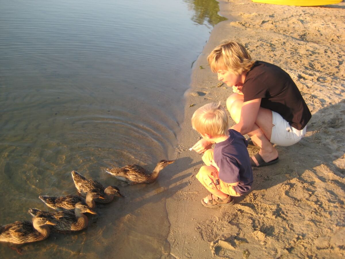A Mother and Son Feed Ducks on the Beach in Allen's Bay at Sunset Cove Resort